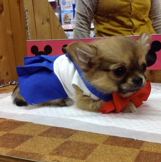 Illustration for article titled Small Dogs Cosplaying as Sailor Moon Characters